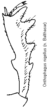 onthophagus_nigellus_vschn.gif