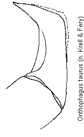 onthophagus_taurus.gif
