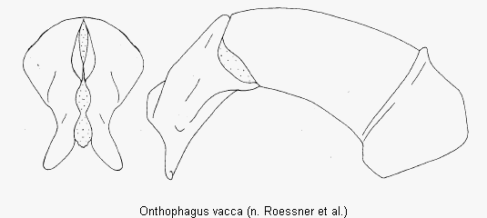 onthophagus_vacca.gif