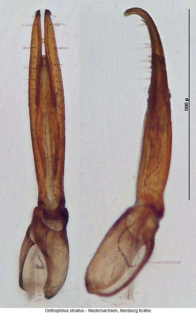 onthophilus_striatus.jpg