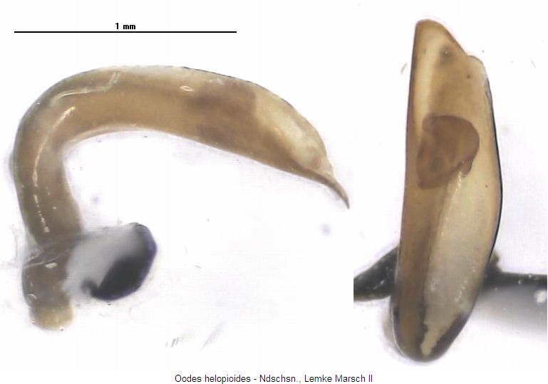 oodes_helopioides.jpg