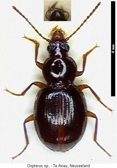 oopterus_sp_nz.jpg