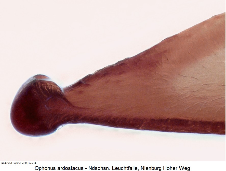 ophonus_ardosiacus_ck36524002-1.jpg