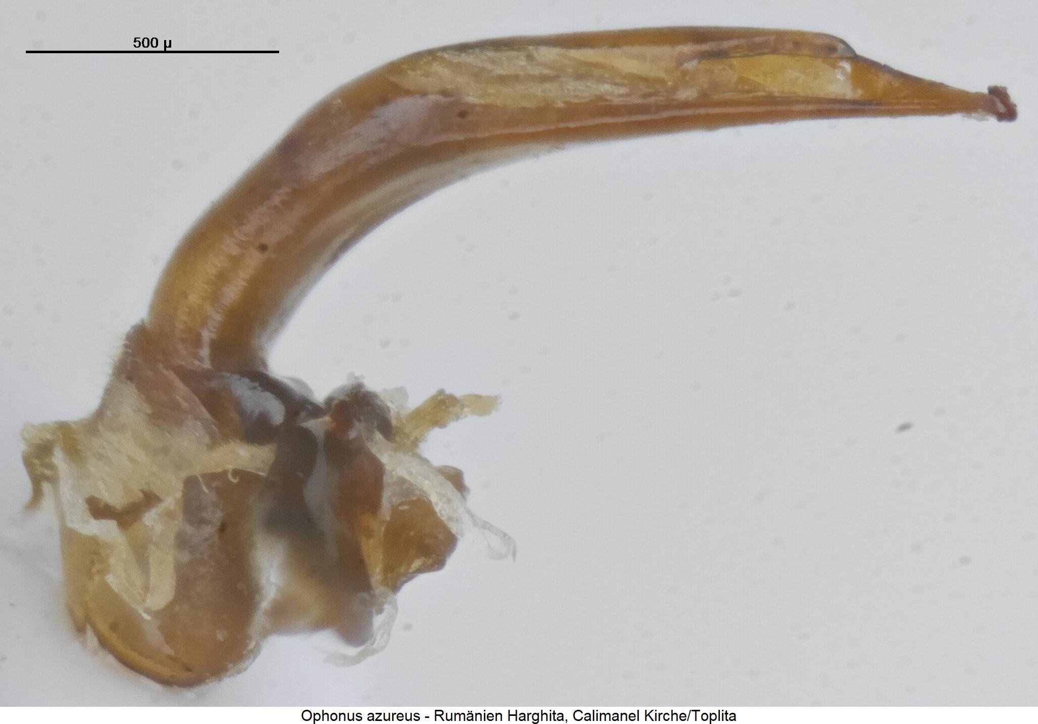 ophonus_azureus1.jpg