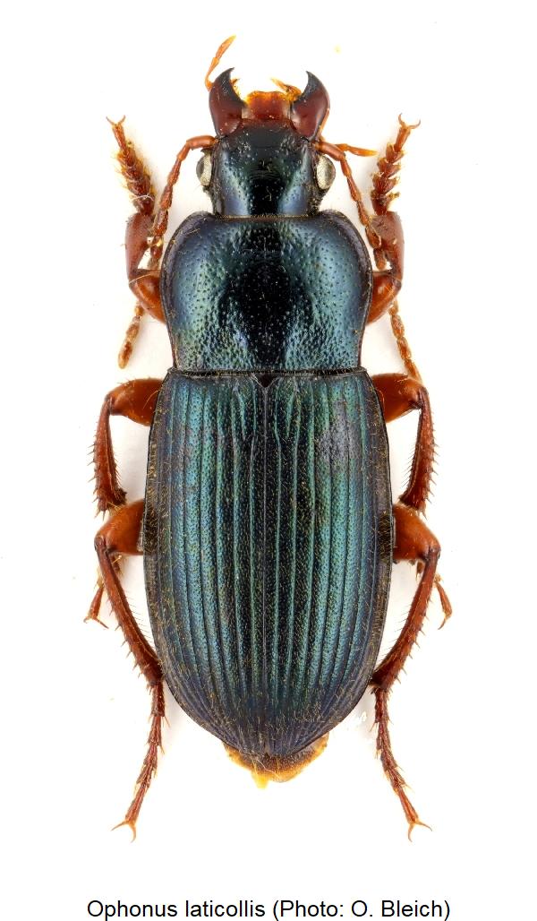 ophonus_laticollis_hab.jpg