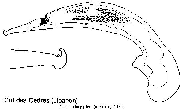 ophonus_longipilis.jpg