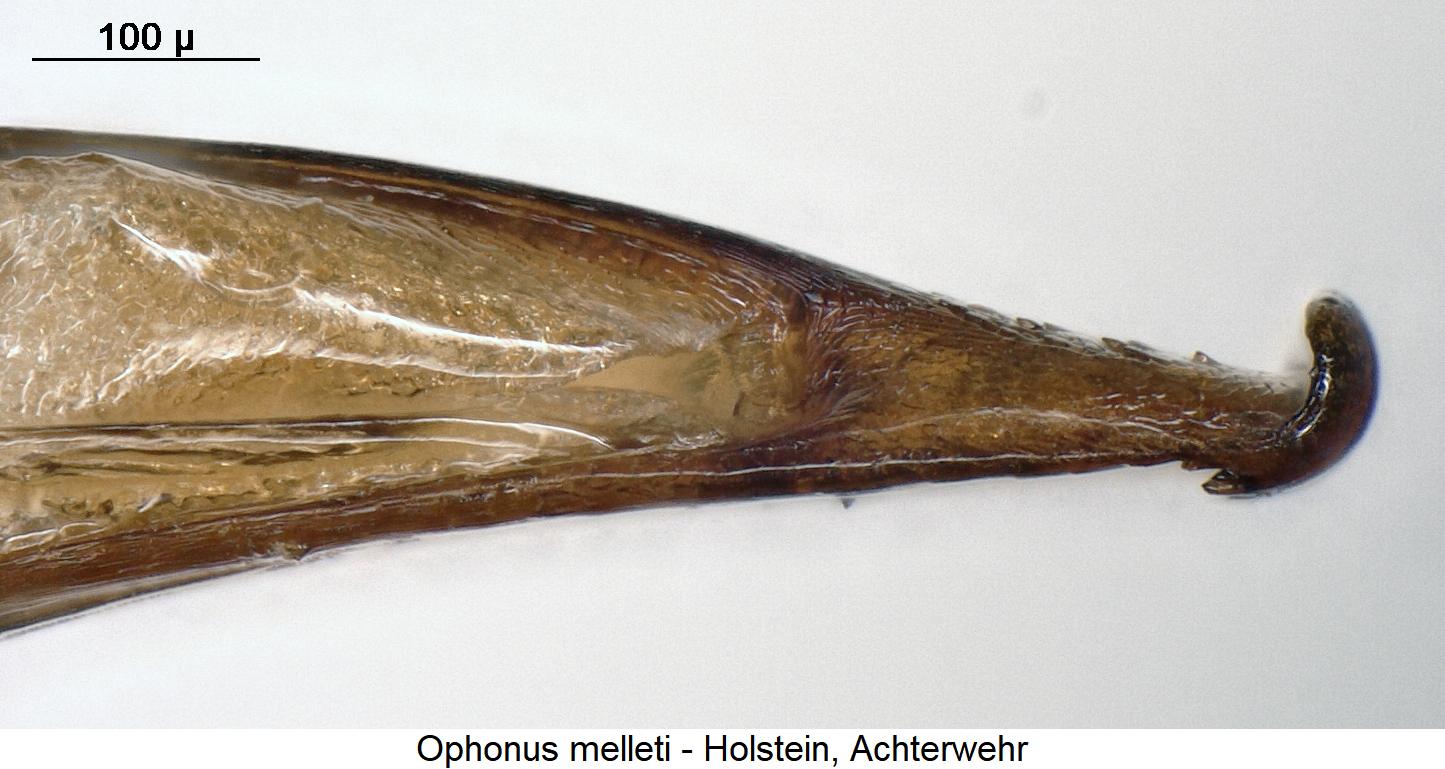 ophonus_melleti.jpg