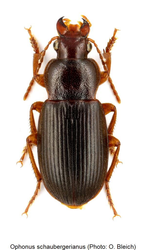 ophonus_schaubergerianus_hab.jpg