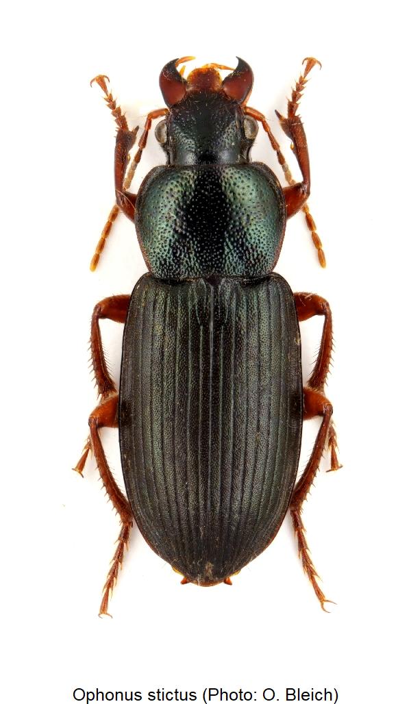 ophonus_stictus_hab.jpg