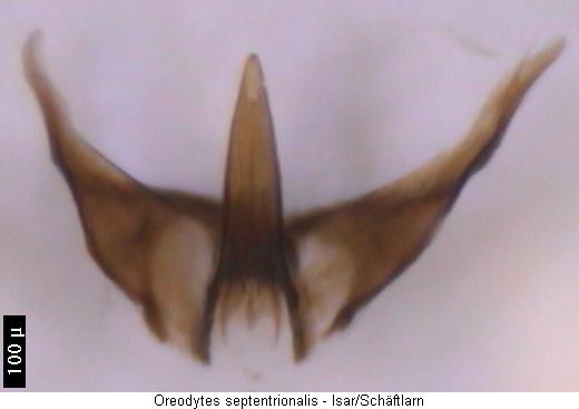 oreodytes_septentrionalis.jpg