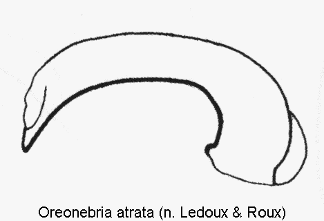 oreonebria_atrata.gif