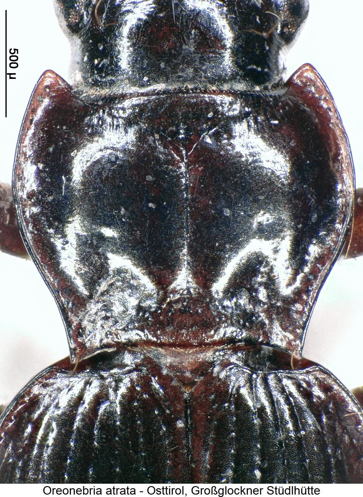 oreonebria_atrata_hsch.jpg