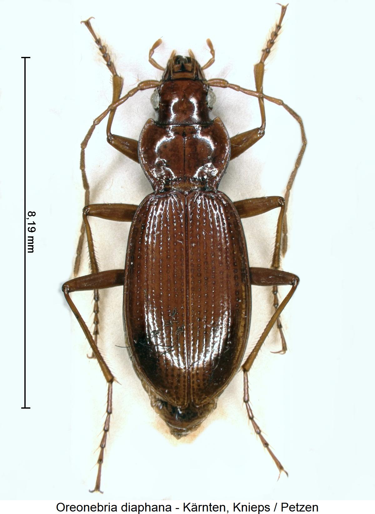 oreonebria_diaphana_hab.jpg