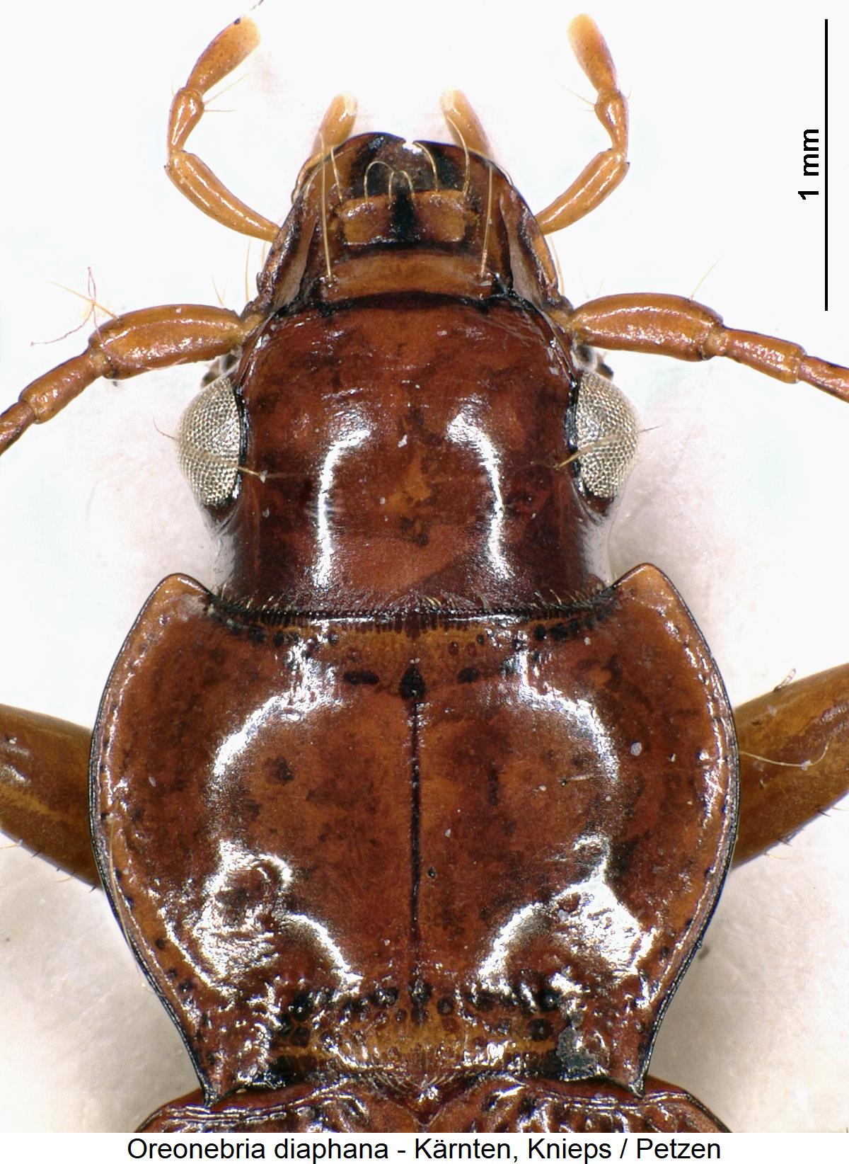 oreonebria_diaphana_vk.jpg