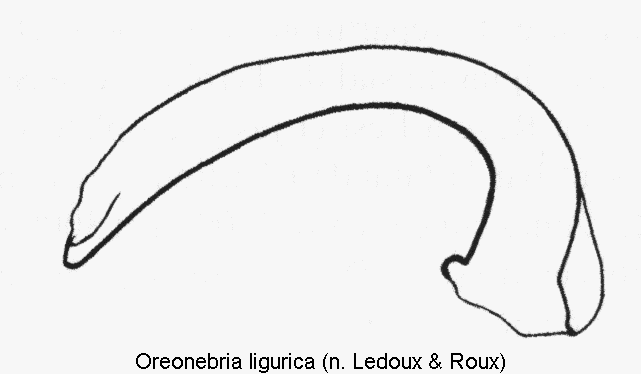 oreonebria_ligurica.gif