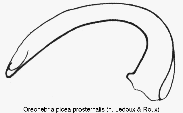 oreonebria_prosternalis.gif