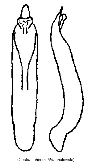 orestia_aubei.gif