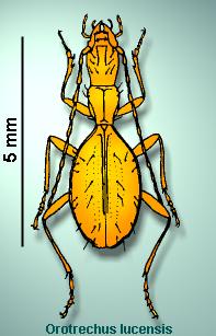 orotrechus_lucensis_z.jpg