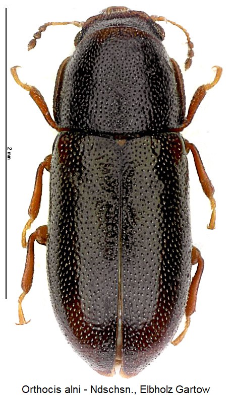 orthocis_alni_hab.jpg