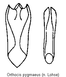 orthocis_pygmaeus.gif