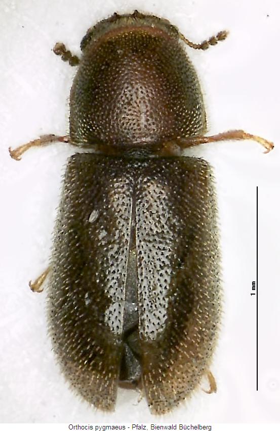 orthocis_pygmaeus_hab.jpg