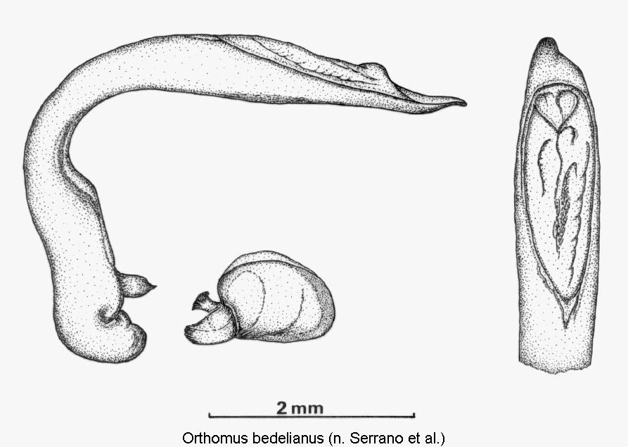 orthomus_bedelianus1.gif