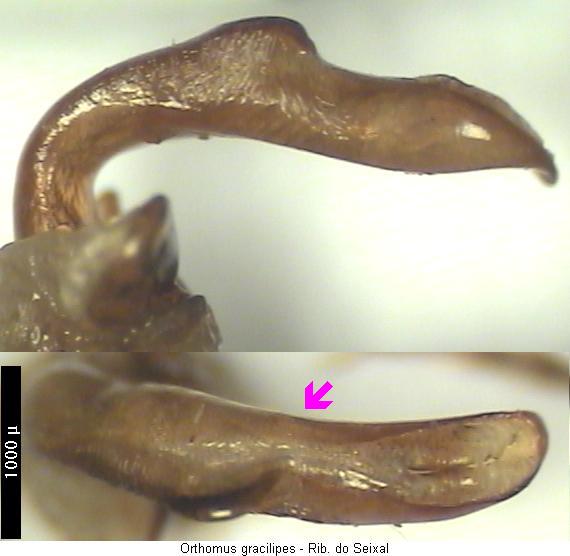 orthomus_gracilipes.jpg