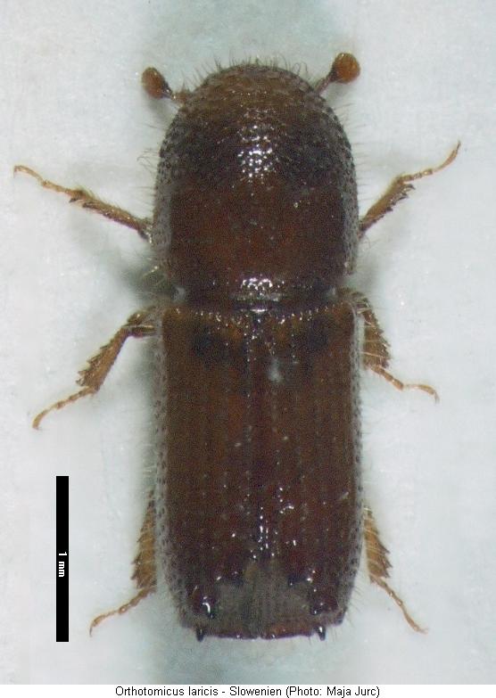 orthotomicus_laricis_hab2.jpg