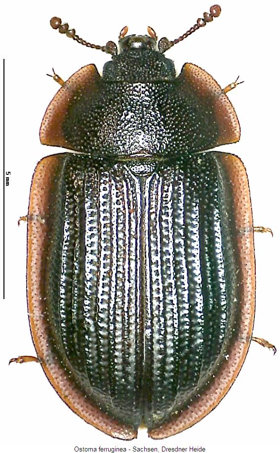 ostoma_ferruginea_hab.jpg