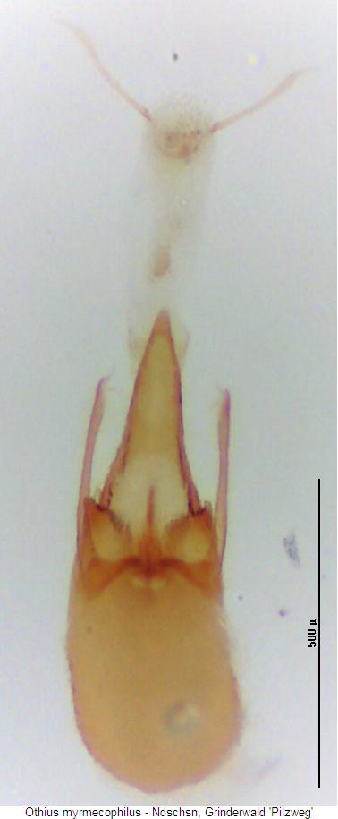 othius_myrmecophilus3.jpg