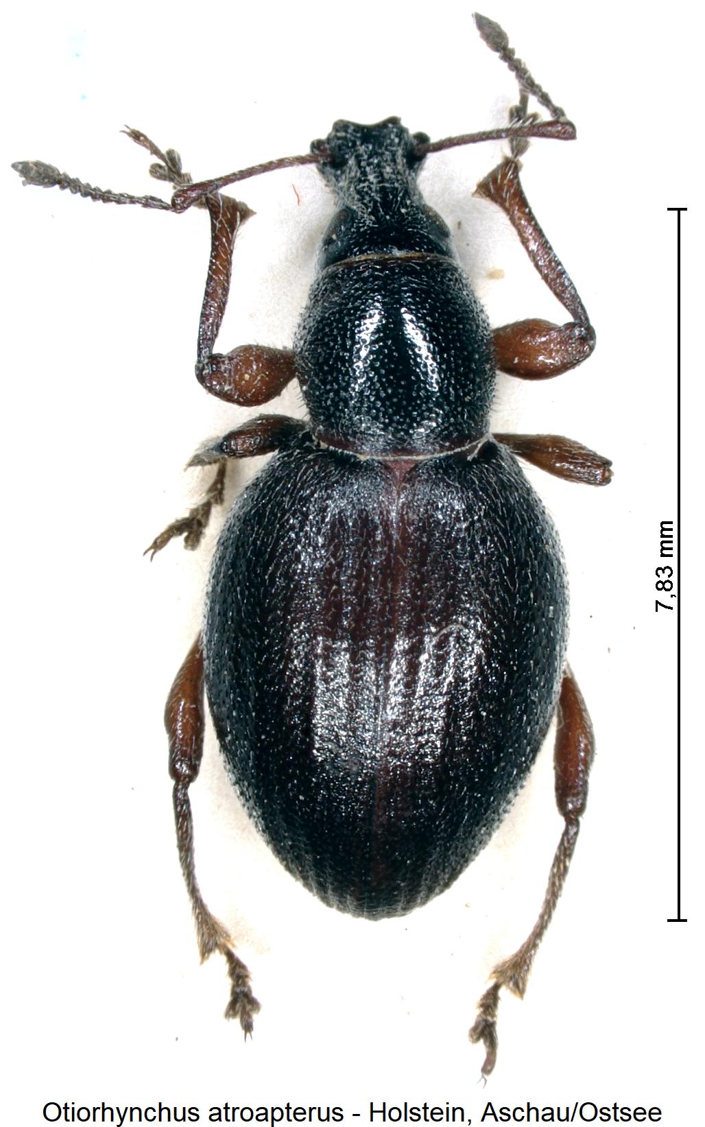 otiorhynchus_atroapterus_hab.jpg