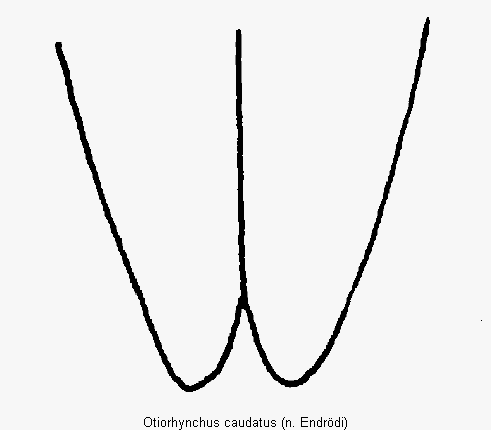 otiorhynchus_caudatus_fld.gif