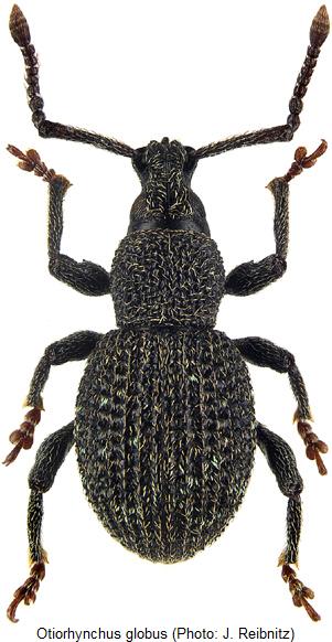 otiorhynchus_globus_hab.jpg