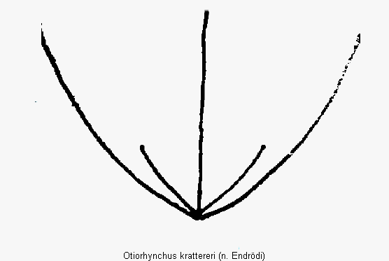 otiorhynchus_krattereri_fld.gif