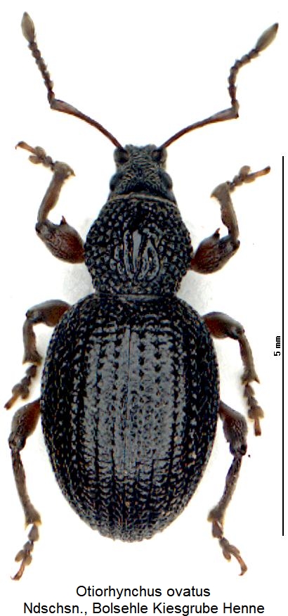 otiorhynchus_ovatus_hab.jpg