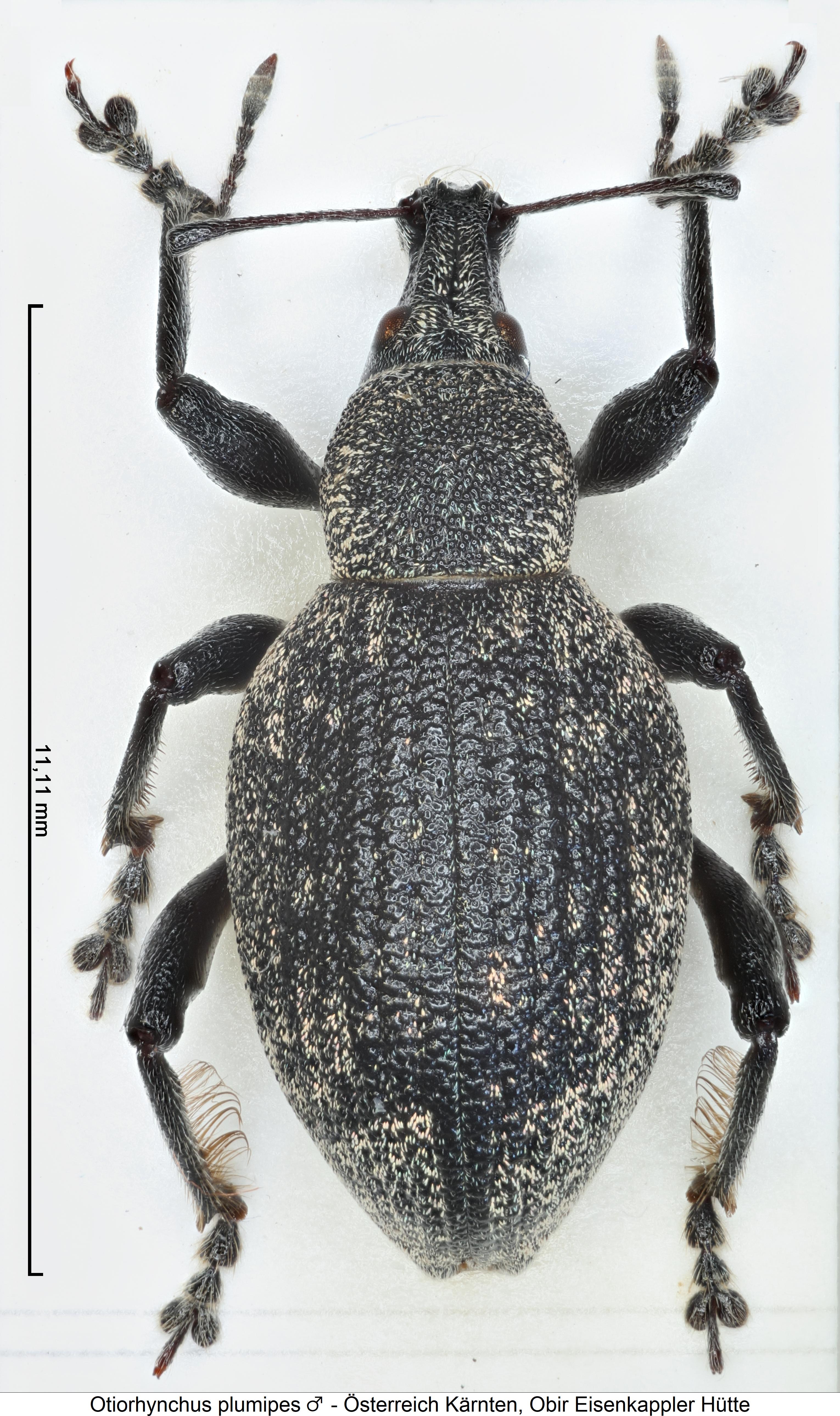 otiorhynchus_plumipes_hab.jpg