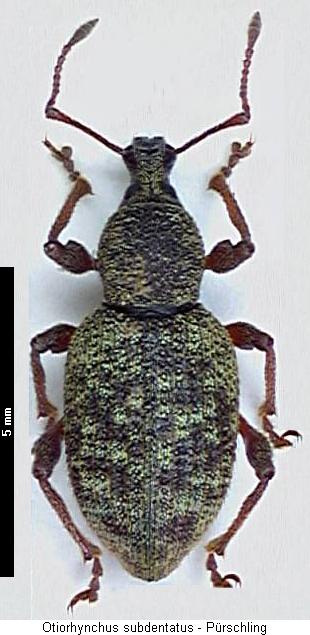 otiorhynchus_subdentatus_hab.jpg