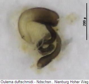oulema_duftschmidi_sperm2.jpg