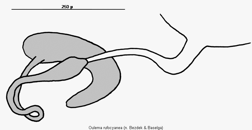 oulema_rufocyanea_sperm.gif