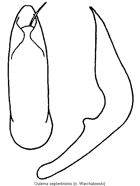 oulema_septentrionis.gif