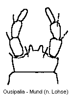 ousipalia_mund.gif