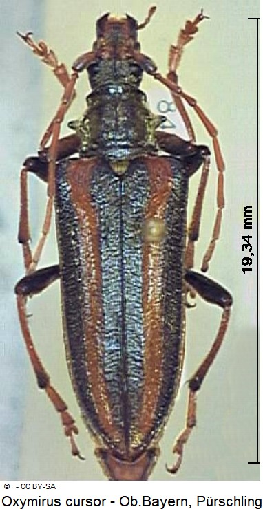 oxymirus_cursor_hab.jpg