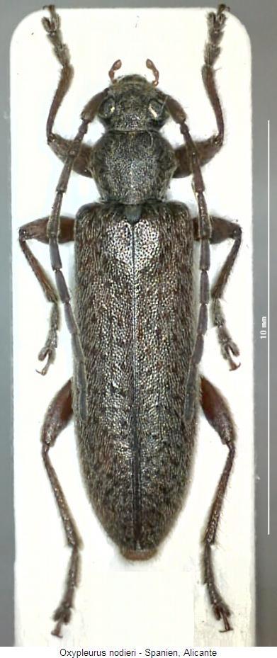 oxypleurus_nodieri_hab.jpg