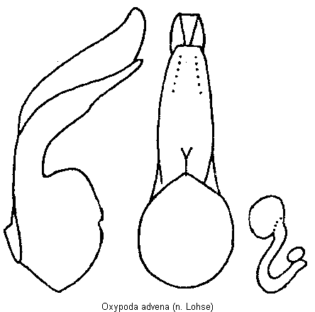 oxypoda_advena.gif