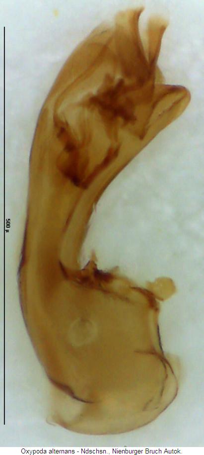 oxypoda_alternans2.jpg