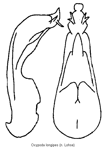 oxypoda_longipes.gif