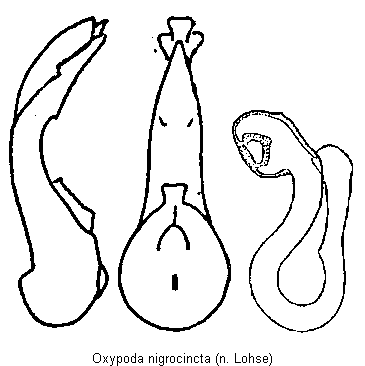 oxypoda_nigrocincta.gif