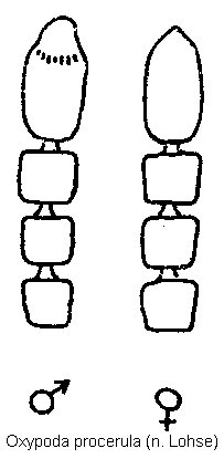 oxypoda_procerula_f.gif