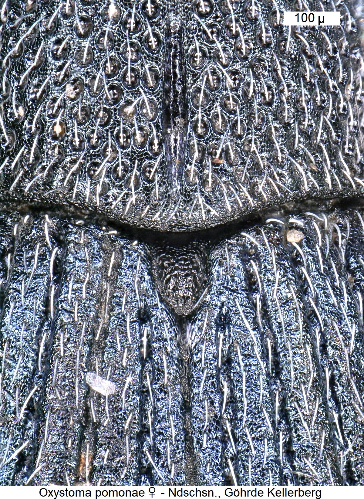 oxystoma_pomonae_w_scut.jpg