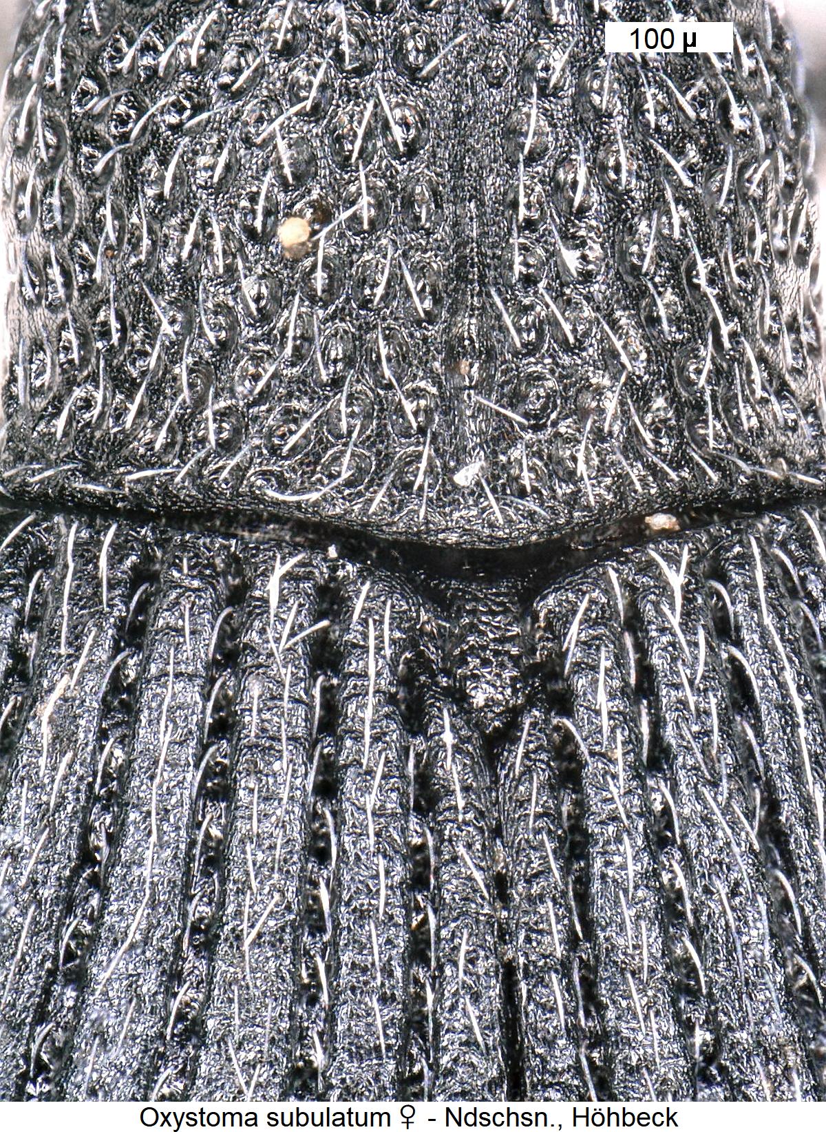 oxystoma_subulatum_w_scut.jpg
